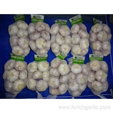 Normal White Garlic Crop 2019